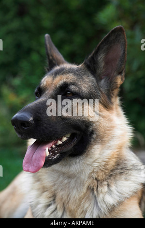 German Shepherd Stock Photo