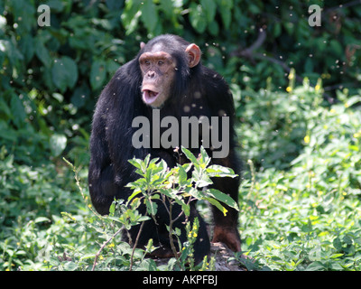 Chimp pant hooting, Pan troglodytes Stock Photo