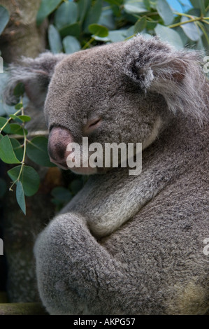 Male Koala Phasclarctos cinereus at Edinburgh Zoo 2005 permanent loan from San Diego Zoo Stock Photo