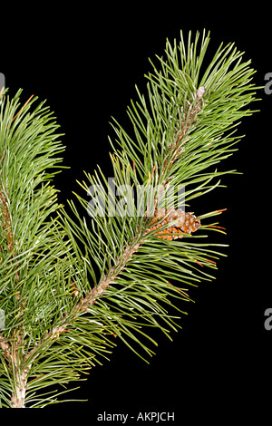Pine branch Stock Photo