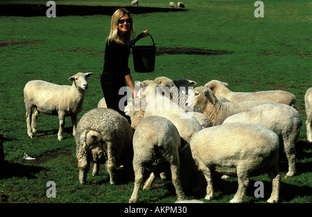 Rotorua feeding sheep at the Agrodome farm Stock Photo