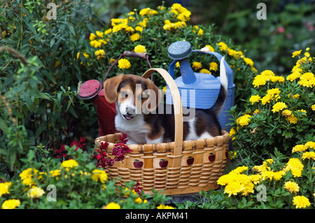 Mixed Breed Puppy In Basket in Garden Stock Photo