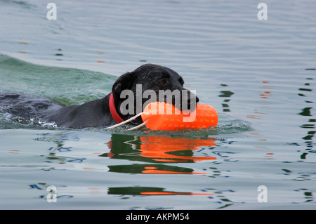 Black Labrador Retriever Retrieving Orange Dummy From Water Buffalo Crossing Near Simpsonville Kentucky Stock Photo