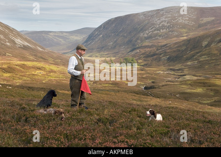 Scottish Gamekeeper with two dogs & beaters flag on heather grouse moorland hills in Inverey, Braemar, Cairngorms National Park Scotland, UK Stock Photo