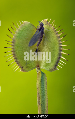 Digested Fly Venus Flytrap Dionaea muscipula with Digested Gnat Stock Photo - Alamy