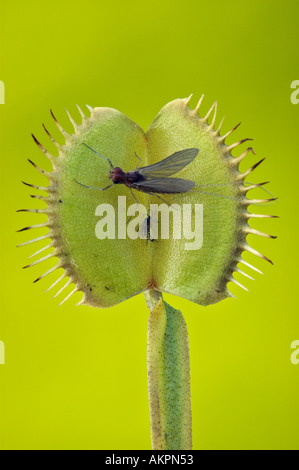 Mayfly On Venus Flytrap Dionaea muscipula along with Digested Gnat Stock Photo