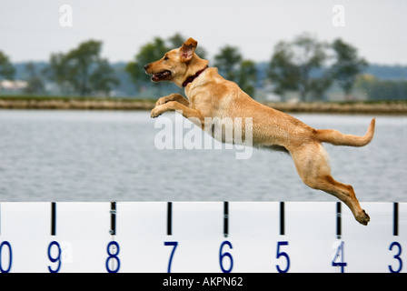 Yellow Labrador Retriever Jumping Off Dock In  Competition Measuring Length Of Jump at Buffalo Crossing in Kentucky Stock Photo