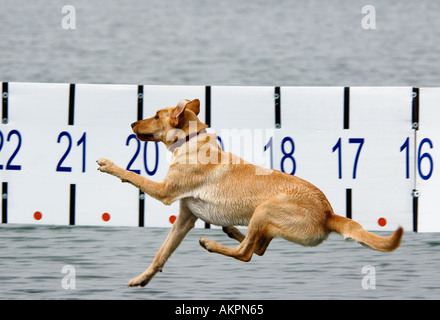 Yellow Labrador Retriever Jumping Off Dock In  Competition Measuring Length Of Jump Buffalo  Crossing Near Shelbyville Kentucky Stock Photo