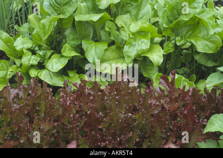 Lactuca sativa 'Mascara' Loose leaf lettuce and Beta vulgaris 'Chioggia' Beetroot. Stock Photo