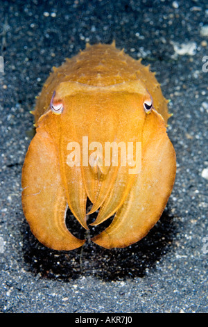 Cuttlefish Sepiidae sp at Lembeh Straits Indonesia Stock Photo - Alamy