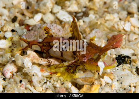 Juvenile Weedy scorpionfish Rhinopias frondosa at Lembeh Straits Indonesia Stock Photo