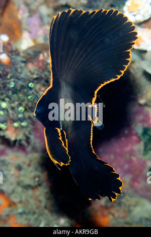 juvenile Pinnate Batfish Platax pinnatus at Lembeh Straits Indonesia Stock Photo