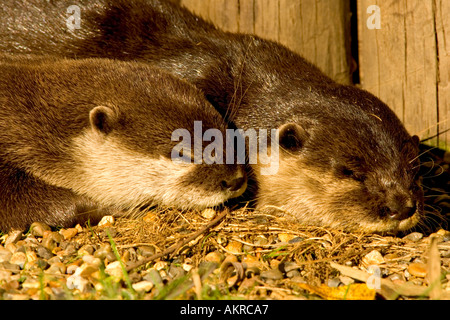 two otters at a resque centre near bungy norfolk uk Stock Photo