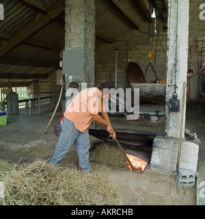 Worker feeding the boiler fire with lavender remnants, Distillerie du Vallon, lavender oil distillery, Sault, Vaucluse, Provence, France Stock Photo