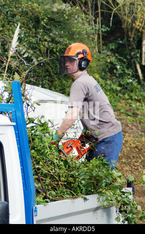Tree Surgeons cutting and pruning sycamore trees then taking the wood away for shreading. Stock Photo