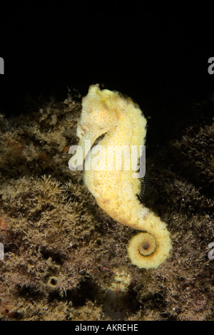 Common Seahorse Hippocampus taeniopterus at Lembeh Straits Indonesia Stock Photo