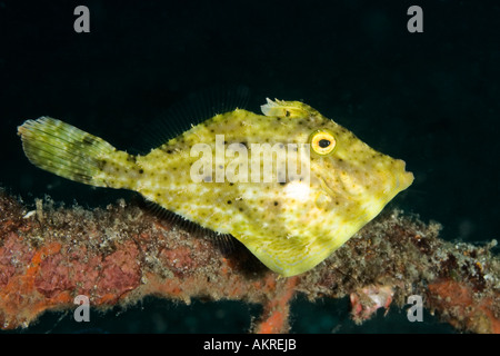Bristle tail Filefish Acreichthys tomentosum at Lembeh Straits Indonesia Stock Photo