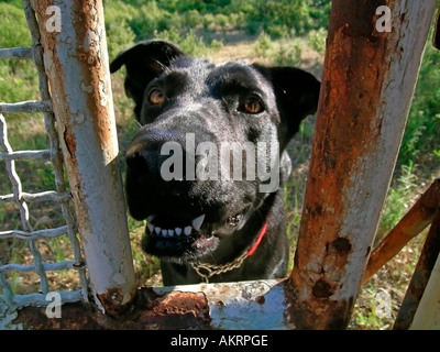 black hybrid dog Labrador Border Collie mix behind a fence gate Stock Photo