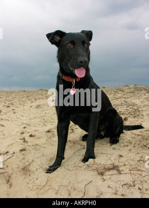 black hybrid dog Labrador Border Collie mix sitting on sand on a beach and searching with his eyes Stock Photo