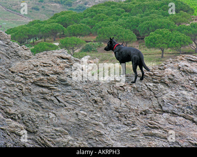 black hybrid dog Labrador Border Collie mix climbing on rocks in south of France Stock Photo