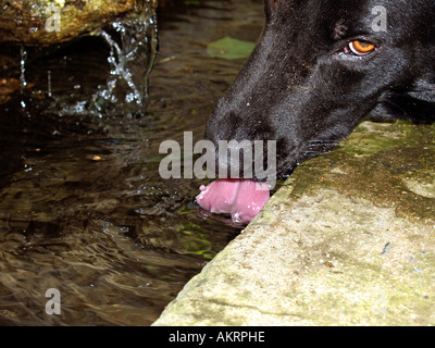 black hybrid dog Labrador Border Collie mix drinking at a well Stock Photo