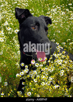 black hybrid dog Labrador Border Collie mix on a meadow with flowering camomile Stock Photo