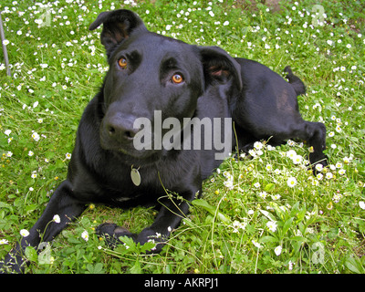 black hybrid dog Labrador Border Collie mix on a meadow with flowering daisies Stock Photo