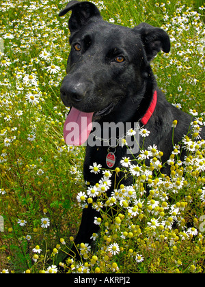 black hybrid dog Labrador Border Collie mix on a meadow with flowering camomile Stock Photo