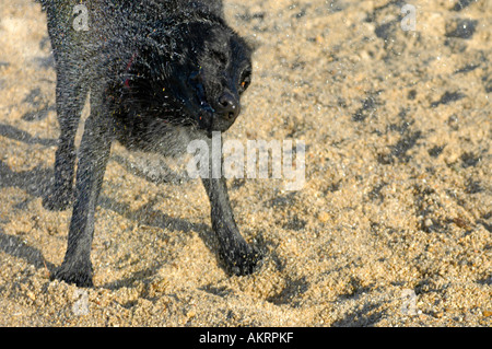 Wet Border Collie Dogs After The Swimming Stock Photo 62051691