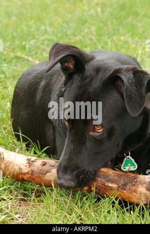 black hybrid dog Labrador Border Collie mix biting chewing a big stick on a meadow Stock Photo