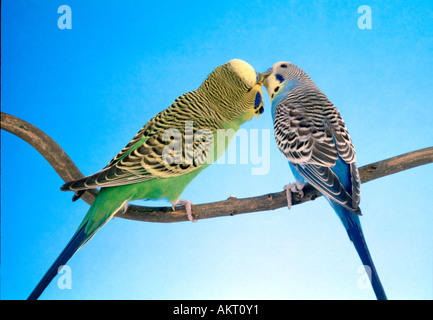 2 two pair couple green and blue budgie feeding each other love kiss kissing    sitting on a branch budgerigar Stock Photo