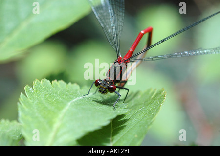 A single Large red Damselfly on a leaf Stock Photo