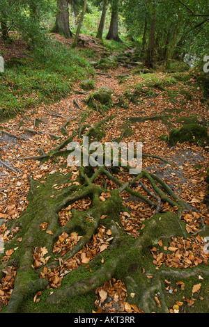 Autumn colours on nature trail in Betws y Coed in North Wales Stock Photo
