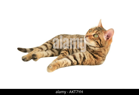 Bengal cat lying down isolated on white background Stock Photo