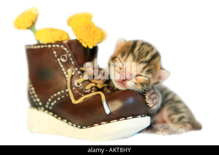 Cute kitten taking nap on old boot with yellow flowers inside Stock Photo
