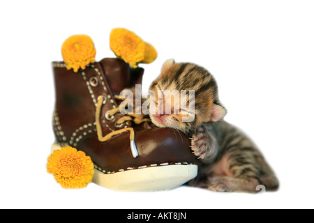 Adorable brown Bengal kitten on old boot with yellow flowers isolated on white Stock Photo