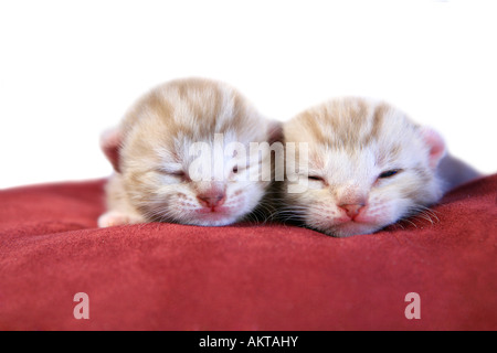 Two kittens sleeping on red and white background Stock Photo