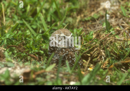 Burrowing Owl Athene cunicularia adult looking out from nest burrow, Florida USA Stock Photo