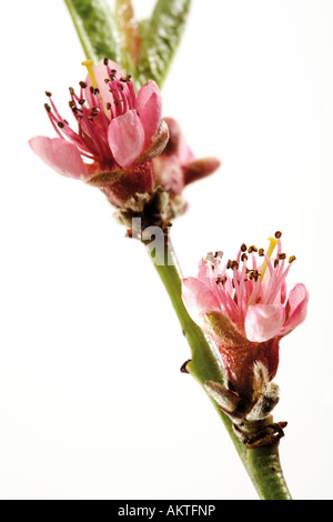 Blossoms of peach-tree (Prunus persica), close-up Stock Photo