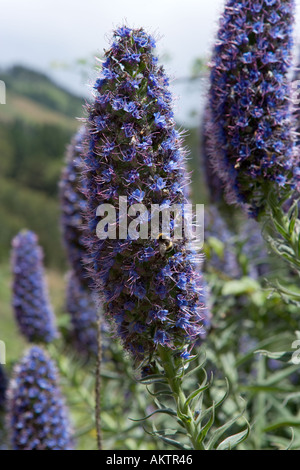 Wild Flowers, Madeira, Portugal. Pride of Madeira (Echium candicans). Stock Photo