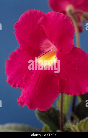 Streptocarpus 'Susan' AGM (Cape primrose) Close up of red flower with yellow centre on cyme. Stock Photo