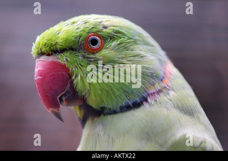 portrait of a green parrot Stock Photo