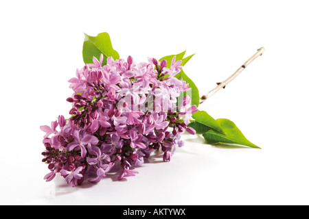 Lilac, Syringa, close-up Stock Photo