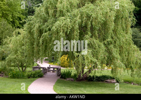 Tree arched path through the Lyndale Park Peace Garden near Lake Calhoun. Minneapolis Minnesota MN USA Stock Photo