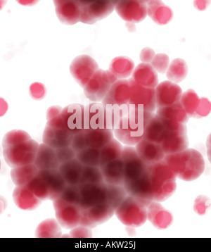brightly backlit red cells on white background under the microscope Stock Photo