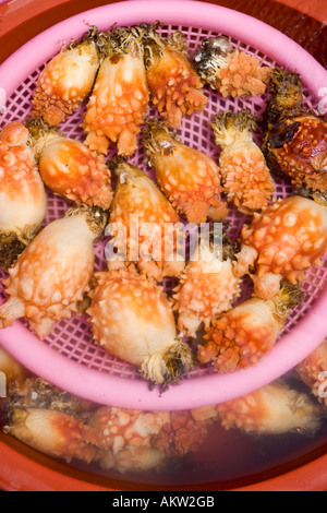 Sea squirt korean food