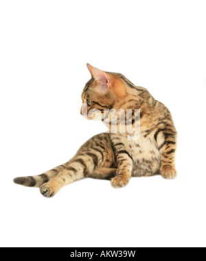 Bengal cat lying down looking to the side isolated on white Stock Photo