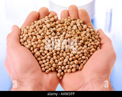 HANDFUL OF GUNGO PEAS Stock Photo