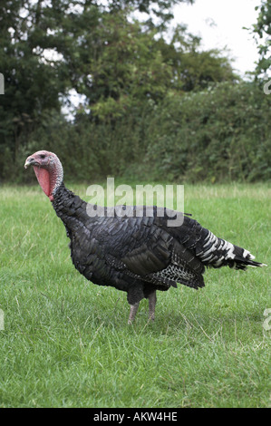 Bronze Turkey male free ranging in farmyard Stock Photo