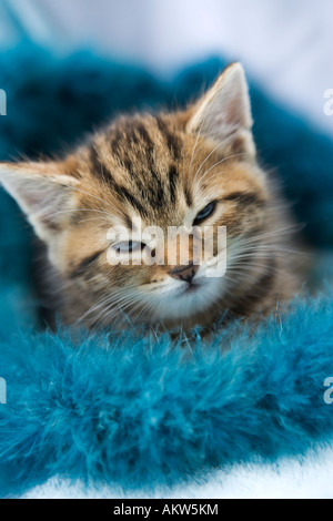 Tabby kitten asleep Stock Photo